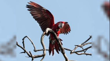Indignación en Corrientes: mataron con una gomera al guacamayo rojo “Charrúa”
