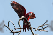 Indignación en Corrientes: mataron con una gomera al guacamayo rojo “Charrúa”
