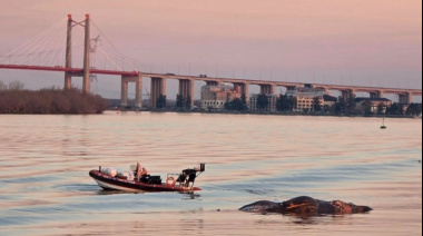 Hallan ballena muerta en el río Paraná: apareció cerca del puente Zárate-Brazo Largo