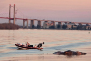 Hallan ballena muerta en el río Paraná: apareció cerca del puente Zárate-Brazo Largo