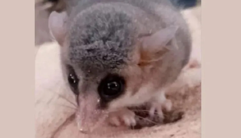 Hallan un Monito del Monte en Aldea Salto y lo ponen a resguardo