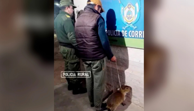 Detuvieron a un hombre que intentó vender un carpincho bebé por Marketplace