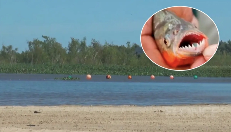 Decenas de heridos por palometas en playa entrerriana: un bañista perdió un dedo
