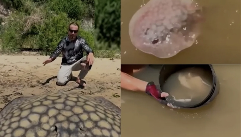 Pescaron una raya gigante en el Río Paraná que dio a luz a 16 crías