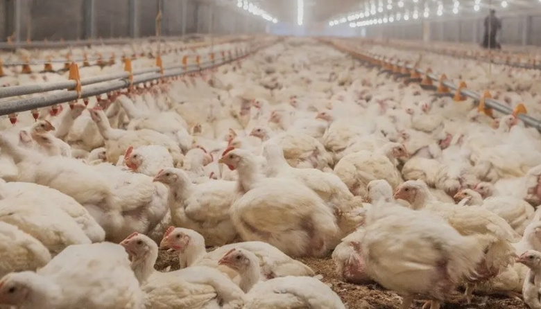 Alerta sanitaria: Senasa confirmó un nuevo brote de gripe aviar y suspendió las exportaciones