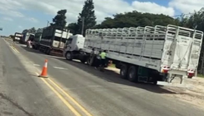 Retuvieron cuatro camiones con más de 230 vacas en Entre Ríos por presencia de garrapatas