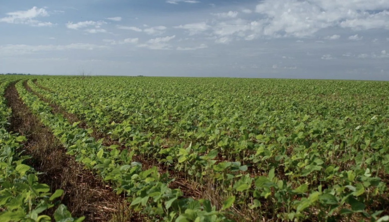 Prevén una caída de la producción de soja en Entre Ríos