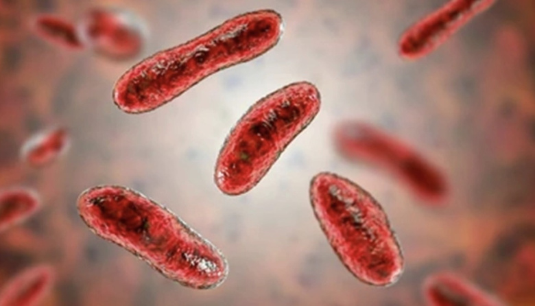 Confirmaron cinco casos de Fiebre Q en Entre Ríos