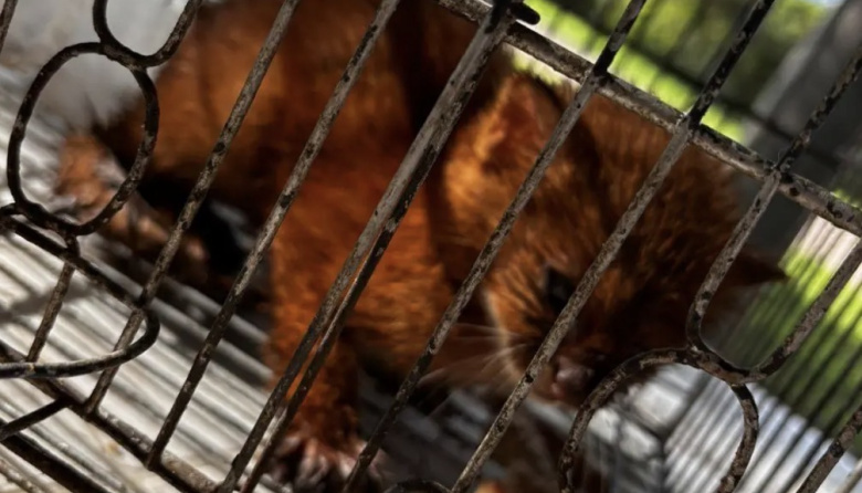 Rescataron un cachorro de puma yaguarundí que tenían en cautiverio en el norte de Entre Ríos