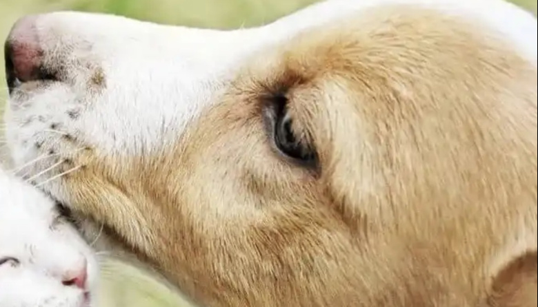 Día del Animal: la importancia de conservar y proteger sus derechos