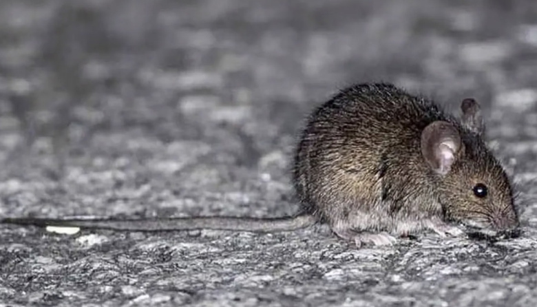 Desmienten casos de hantavirus en Paraná