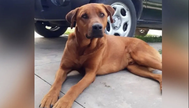 Mató a un perro con una escopeta en General Ramirez y pidió disculpas