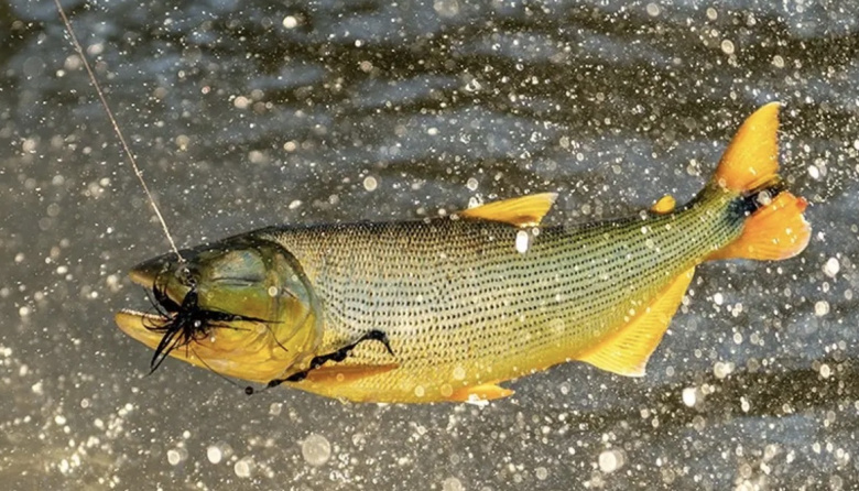 Veda en el río Paraná: ampliaron la prohibición de pesca y sumaron un nuevo tramo