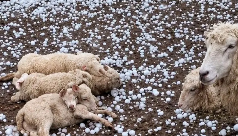 Temporal en Santa Fe: granizo destruyó cultivos, mató animales y provocó daños en viviendas