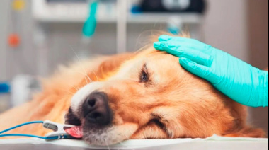 Preocupa posible envenenamiento de perros en Crespo