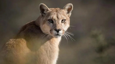 Una familia vio un puma en Diamante: autoridades piden precaución