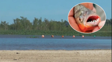 Decenas de heridos por palometas en playa entrerriana: un bañista perdió un dedo