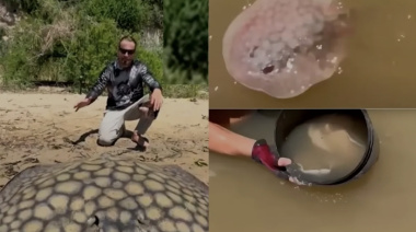 Pescaron una raya gigante en el Río Paraná que dio a luz a 16 crías