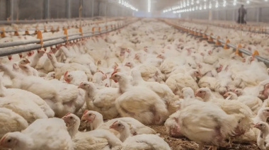 Alerta sanitaria: Senasa confirmó un nuevo brote de gripe aviar y suspendió las exportaciones