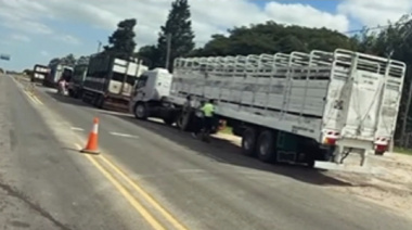 Retuvieron cuatro camiones con más de 230 vacas en Entre Ríos por presencia de garrapatas