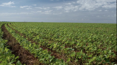 Prevén una caída de la producción de soja en Entre Ríos