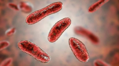 Confirmaron cinco casos de Fiebre Q en Entre Ríos