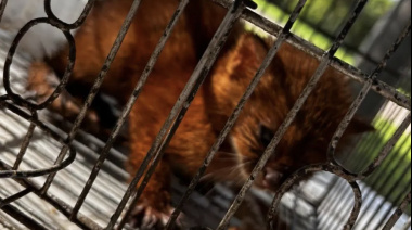 Rescataron un cachorro de puma yaguarundí que tenían en cautiverio en el norte de Entre Ríos