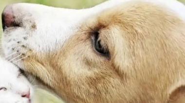 Día del Animal: la importancia de conservar y proteger sus derechos