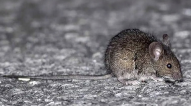 Desmienten casos de hantavirus en Paraná
