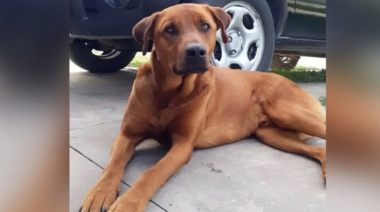 Mató a un perro con una escopeta en General Ramirez y pidió disculpas