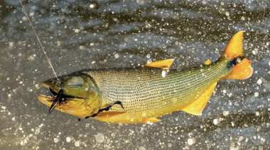 Veda en el río Paraná: ampliaron la prohibición de pesca y sumaron un nuevo tramo