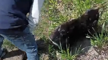 Investigan un caso de maltrato animal contra un gato en General Ramírez