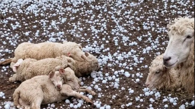 Temporal en Santa Fe: granizo destruyó cultivos, mató animales y provocó daños en viviendas