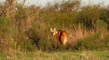 Entre Ríos liberó un nuevo ejemplar de aguará guazú a la vida silvestre: Fue equipado con un collar de rastreo satelital