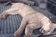 Larroque: un cazador mató a un puma y lo exhibió en sus redes sociales