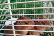 Rescatan dos crías de carpincho en una casa que vendía "milanesas de capibara"