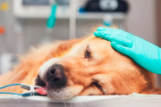 Preocupa posible envenenamiento de perros en Crespo