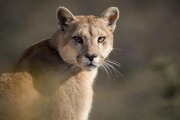 Una familia vio un puma en Diamante: autoridades piden precaución
