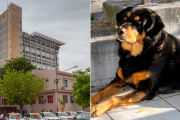 Viale,niña atacada por perro: sufrió severas mordeduras en rostro, cabeza y hombros
