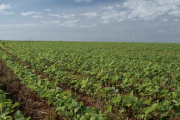 Prevén una caída de la producción de soja en Entre Ríos
