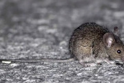 Desmienten casos de hantavirus en Paraná