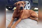 Mató a un perro con una escopeta en General Ramirez y pidió disculpas