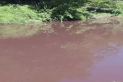 Un estudio científico encendió las alarmas por la contaminación de cuatro arroyos entrerrianos