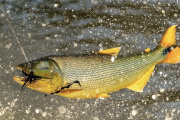 Veda en el río Paraná: ampliaron la prohibición de pesca y sumaron un nuevo tramo