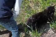 Investigan un caso de maltrato animal contra un gato en General Ramírez