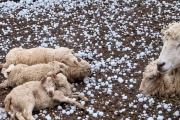 Temporal en Santa Fe: granizo destruyó cultivos, mató animales y provocó daños en viviendas