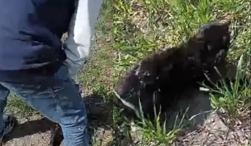 Investigan un caso de maltrato animal contra un gato en General Ramírez